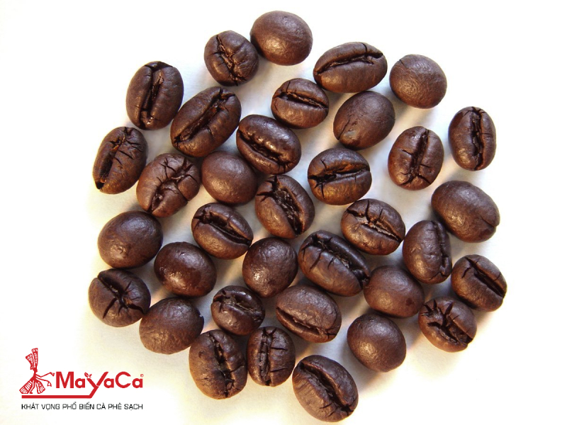 Ca-phe-culi-mayaca