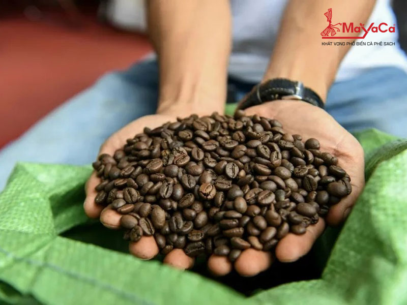 Hai-loai-ca-phe-chinh-o-viet-nam-mayacacoffee