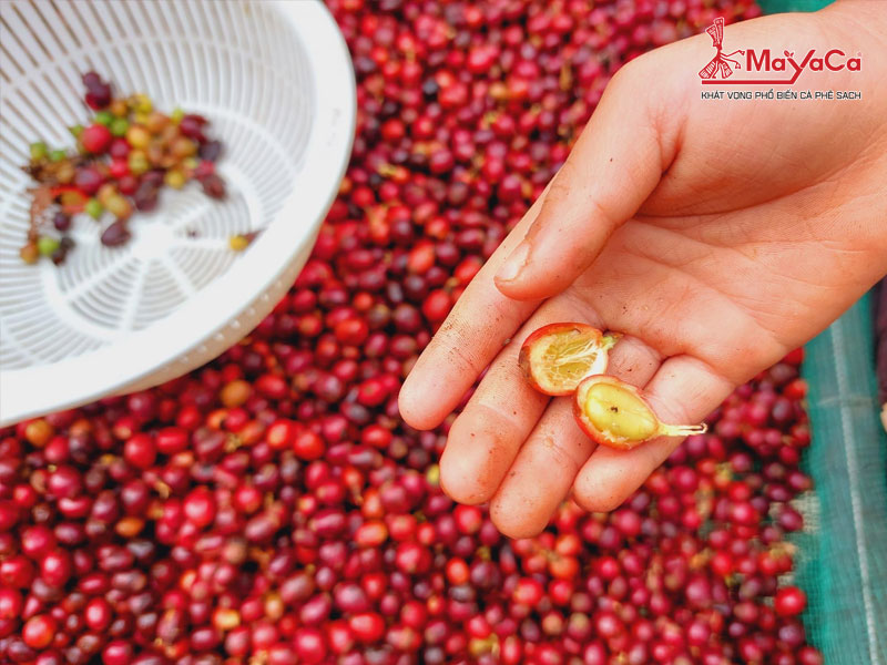 Nhung-loai-ca-phe-dac-biet-tai-viet-nam-mayacacoffee