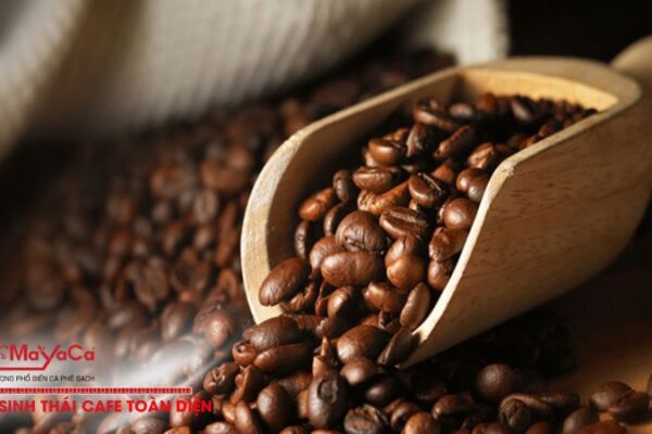 Tieu-chi-lua-chon-cafe-hat-quang-nam-chat-luong-cao