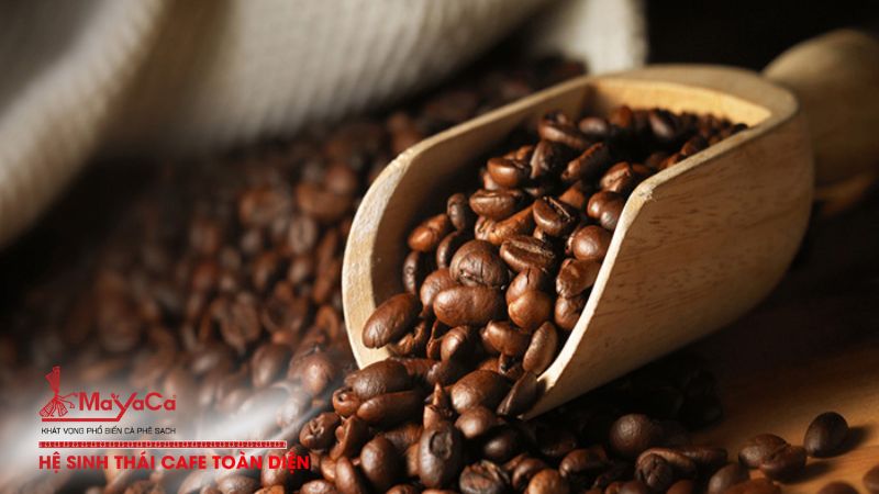 Tieu-chi-lua-chon-cafe-hat-quang-nam-chat-luong-cao