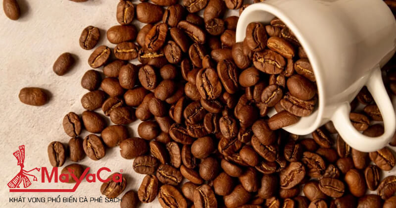 Vi-sao-ca-phe-co-vi-chua-mayacacoffee-2